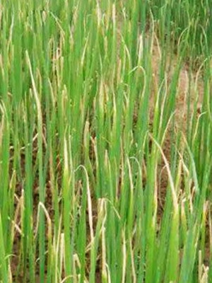 產(chǎn)量低